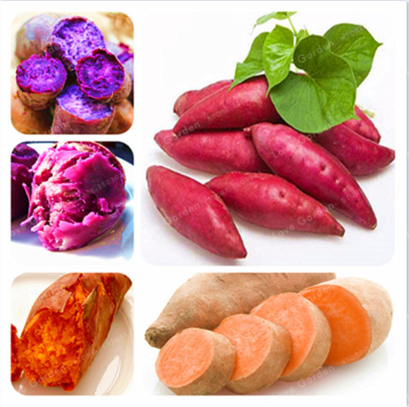 

50Pcs/Bag Sweet Potato Seeds Vegetables Seeds Fresh Food Fruit And Vegetable Garden Supplies Bonsai Plant For Home Garden