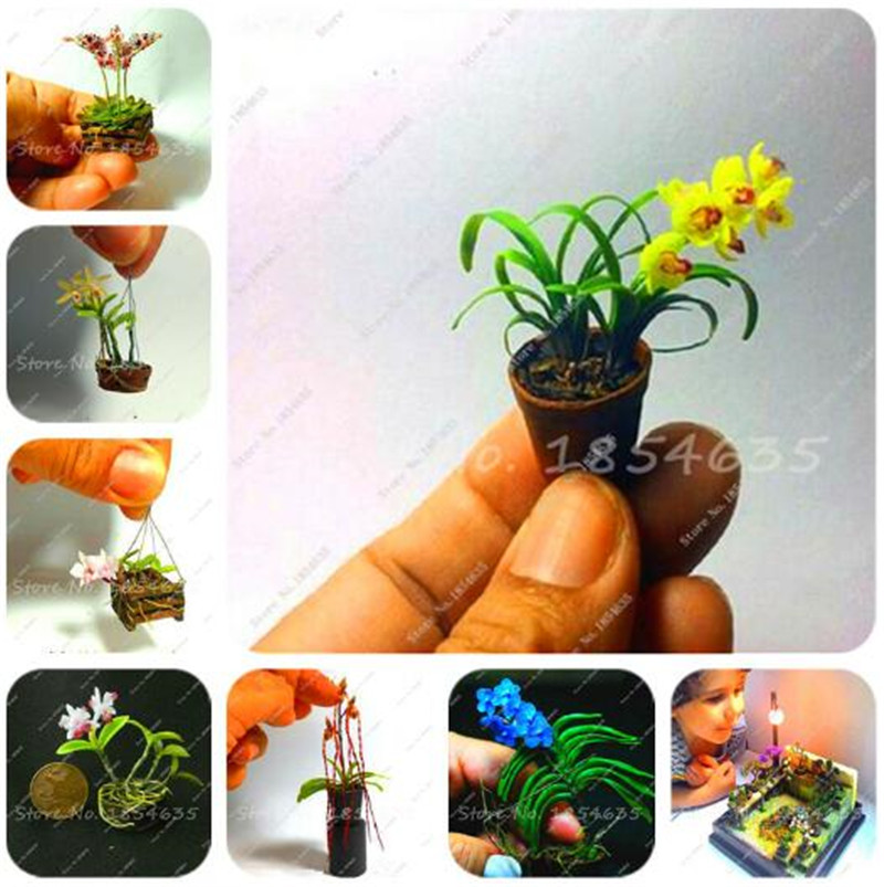 

Sale! 50 Pcs Mini Orchid Bonsai Flower Seeds, Office Desktop Flowers, Indoor Garden Plants four Seasons Planting Rare Gifts For Kids