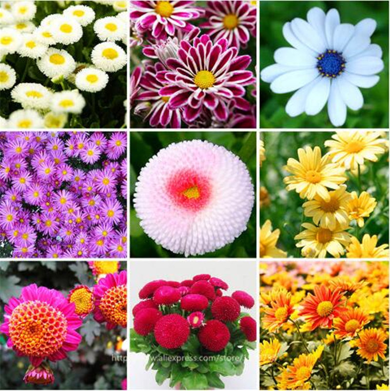 

100 pcs Daisy flower seed packet of vanilla ice cream, strawberry daisy seeds,seasonal flowers chrysanthemum seeds,bonasi flower