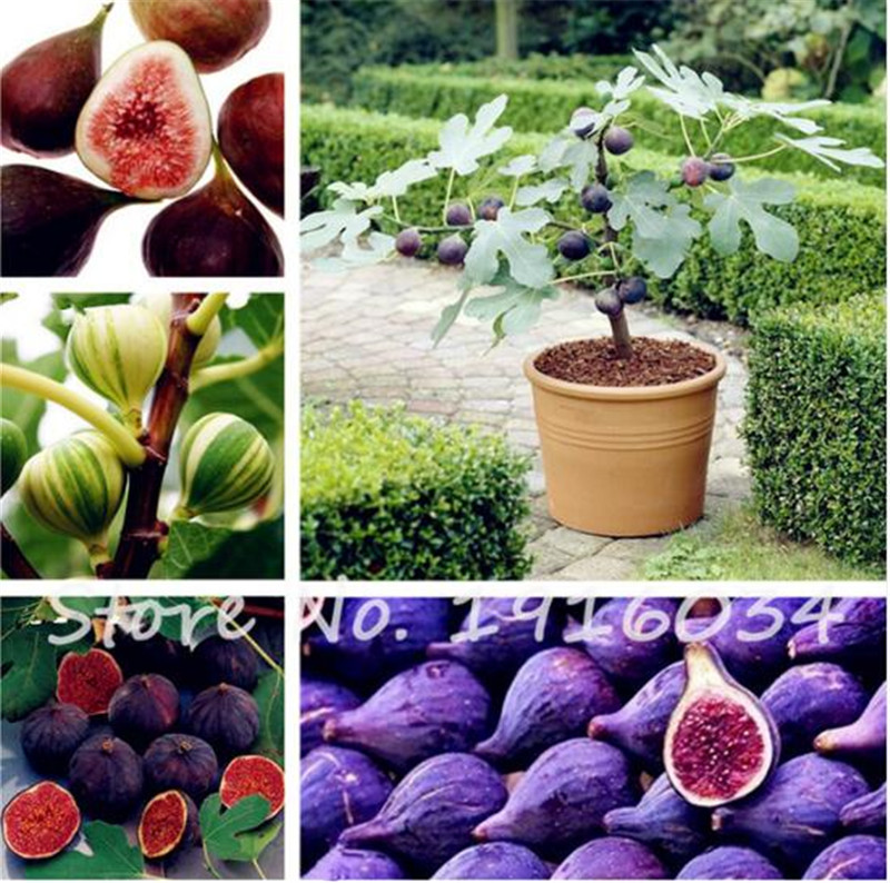 

50 Pcs Four Seasons Potted Sweet Honey FIG Seeds Balcony Vegetables Fruits Bonsai Plant DIY Home Garden,Easy to Grow,Mixed Color