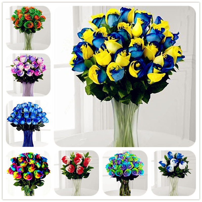 

100 pcs/bag Rose Seeds,Colorful Flower,not Rose flower bulbs Chinese Rose Beautiful Bonsai Seeds potted Plant for Home&Garden