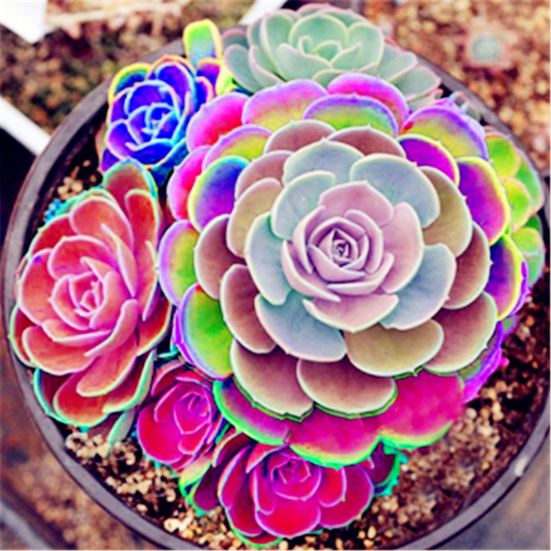 

50 pcs Mix Succulent seeds lotus Lithops Pseudotruncatella Bonsai plants Seeds for home & garden Flower pots planters