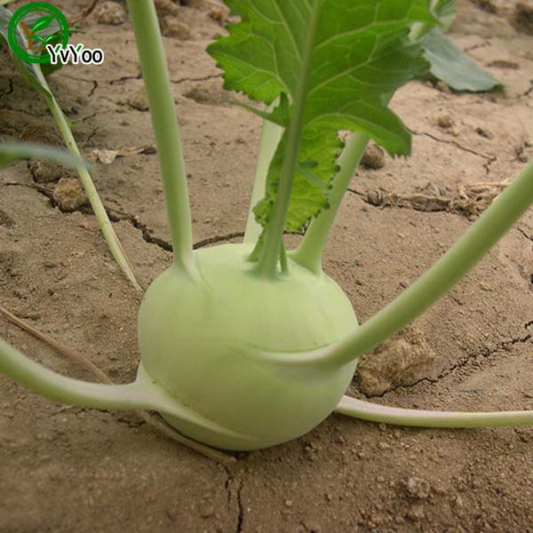 

Kohlrabies Seeds garden plants Bonsai organic fruit and vegetable seeds 50pcs