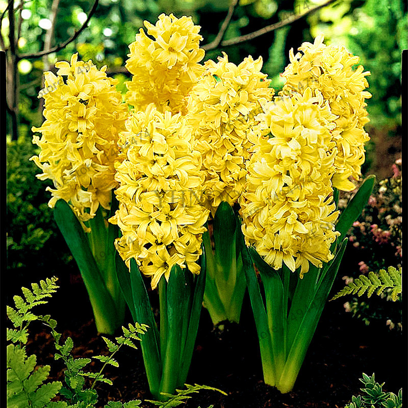

100 Pcs bag Hyacinth Seeds Perennial Rare Beautiful Flower Seeds Not Hyacinth Bulb Holland Hydroponic Flower For Home And Garden287f