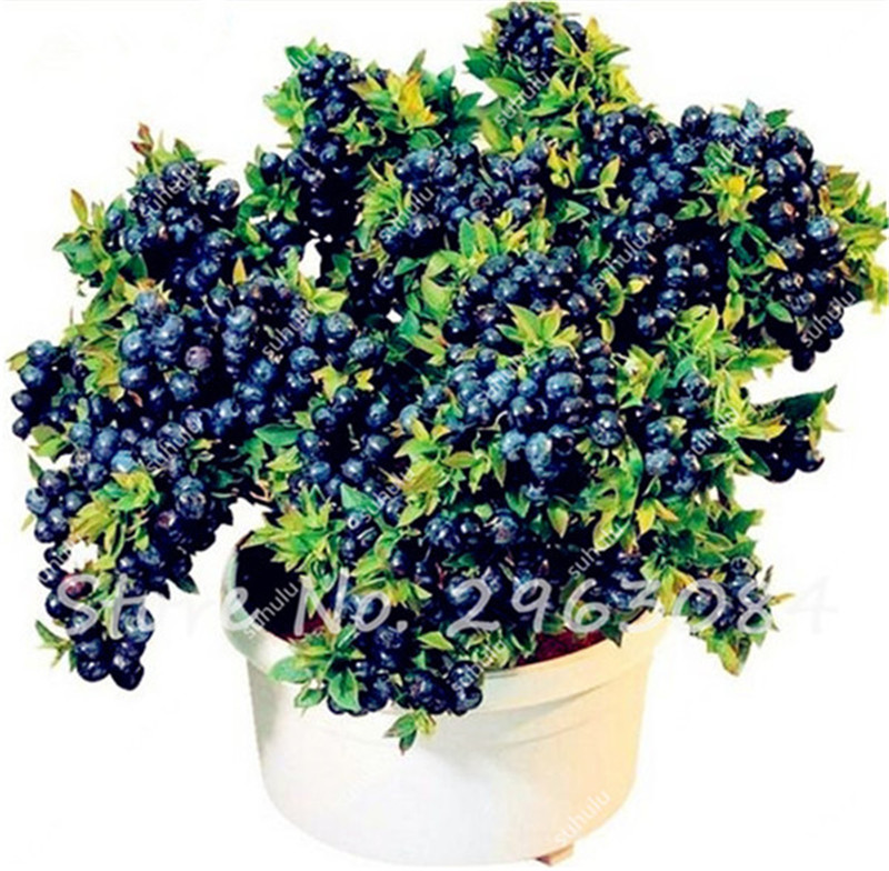 

100 pcs blueberry seeds 2 colours blue red bonsai blueberry tree fruit & vegetable seeds Non-GMO potted plant for home & garden