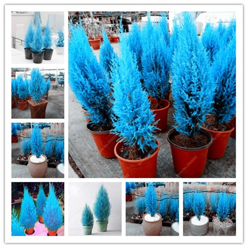 

Exotic Italian Blue Cypress Tree Seed 20 Pcs Indoor Outdoor Desk Ornamental Plants, Rare Christmas Tree Perennial Flower Pots Planters