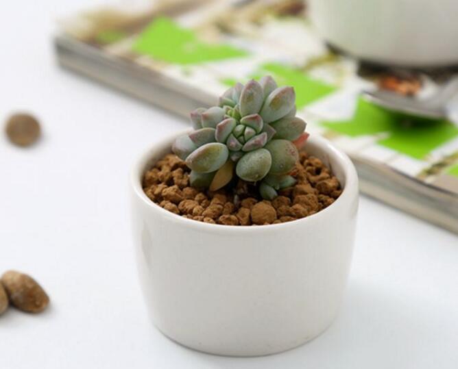 

240pcs ceramic bonsai pots wholesale mini white porcelain flowerpots suppliers for seeding succulent indoor home Nursery planters