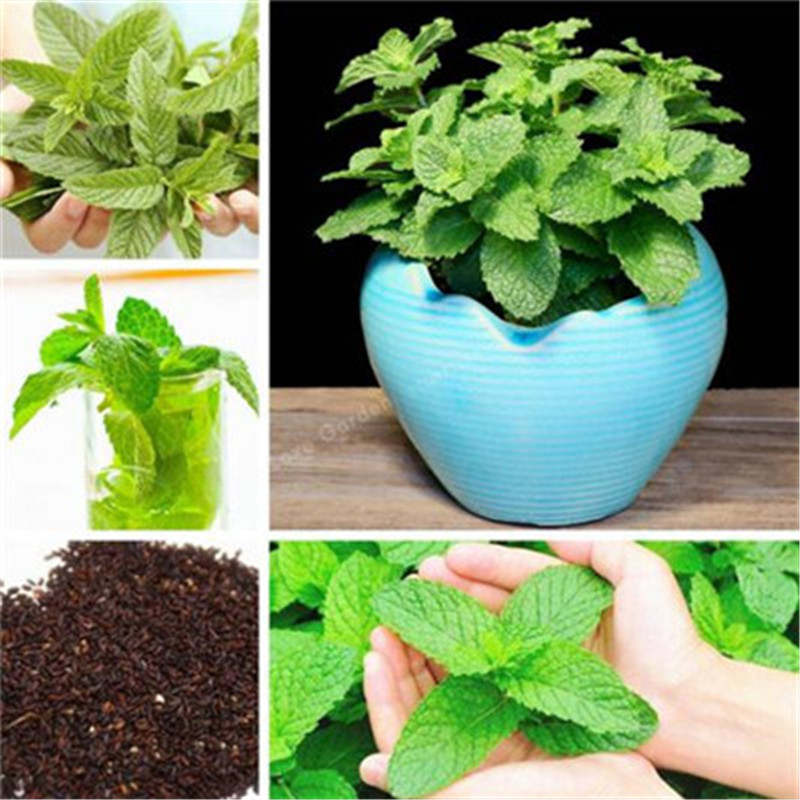 

100 Pcs Green Mint Spearmint Perennial Seeds Special Fragrant Aromatic Plant Seeds Balcony Potted Peppermint Vegetable Seeds