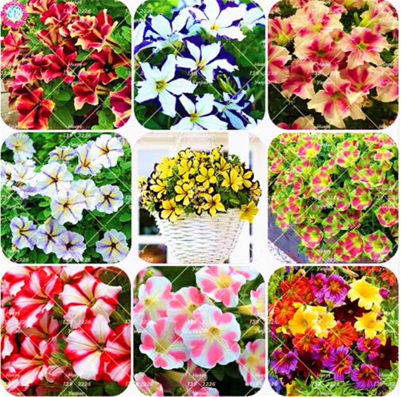 

100 pcs Rare Colour Petunia Seeds Bonsai Flower Seeds Short Height Garden Perennial Flowers Seeds Indoor Or Ourdoor Plant Pot