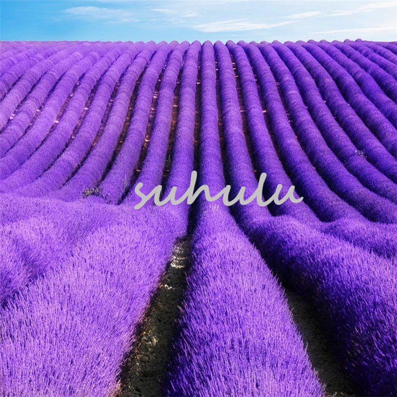 

100pcs/bag lavender seeds,french lavender seeds,flower seeds,Very fragrant,Natural growth,home garden plant for children'gifts