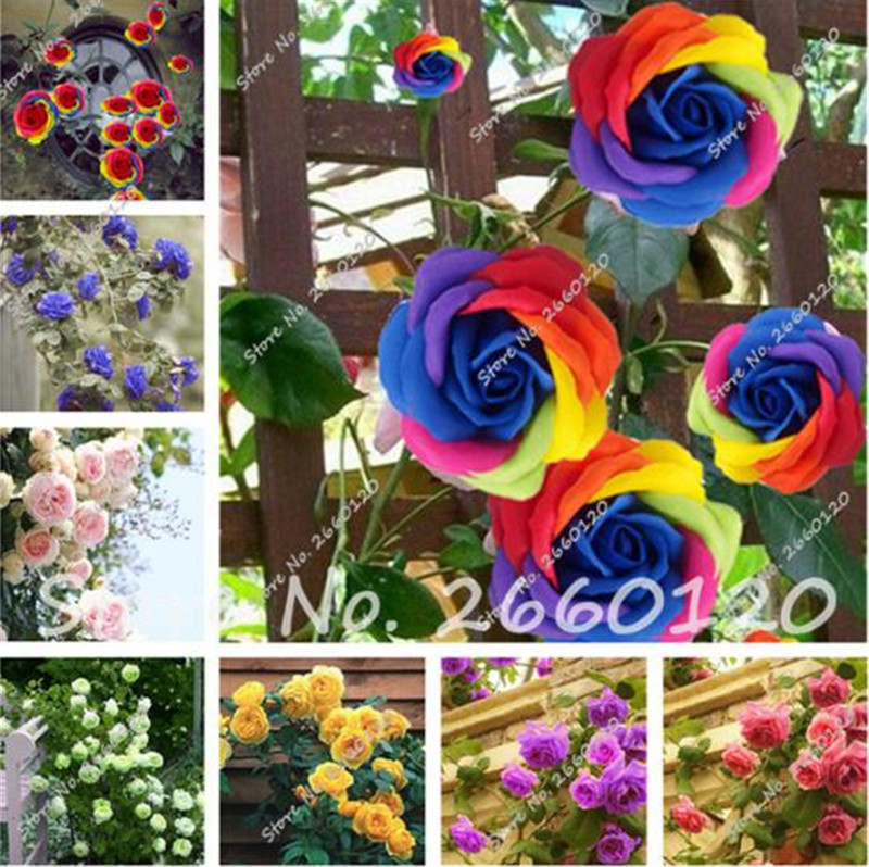 

Big Sale 100 PCS Rare Rose Tree Seeds, 24 Colors to Choose Beautiful Flower Seeds Potted ,Balcony & Yard Plant DIY Home Garden