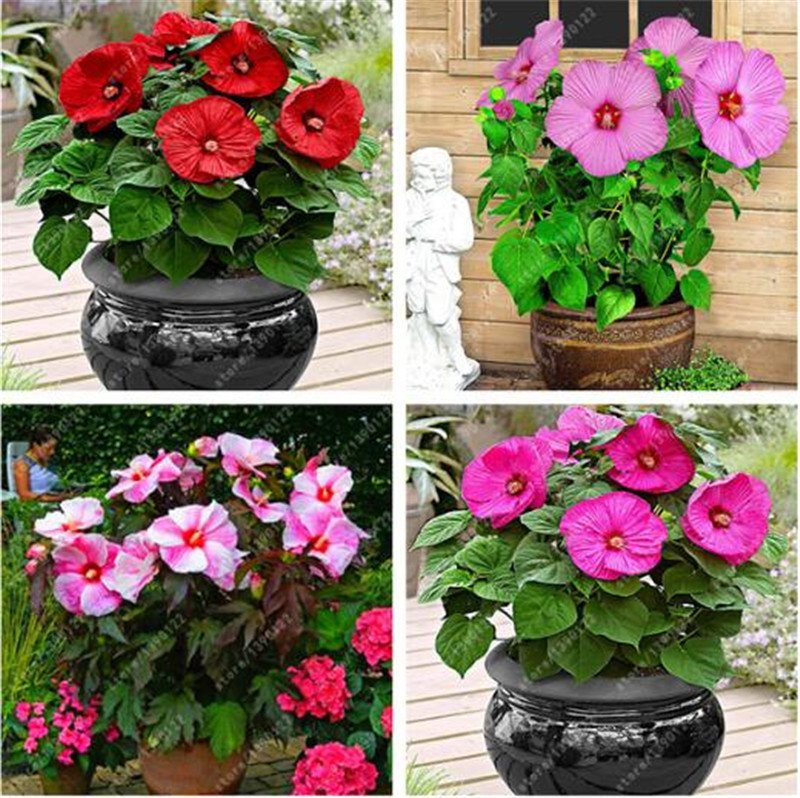 

100 pcs/bag Hibiscus flower seeds, giant bonsai hibiscus seed balcony potted flower seeds dwarf plant easy grow for home garden