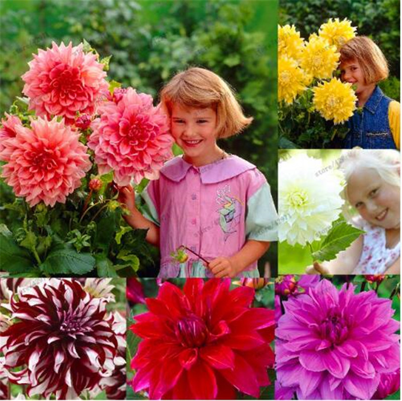 

120 pcs/bag Multi-color dahlia seeds, dahlia flower, bonsai flower seeds for home garden plant pot High sprouting easy grow