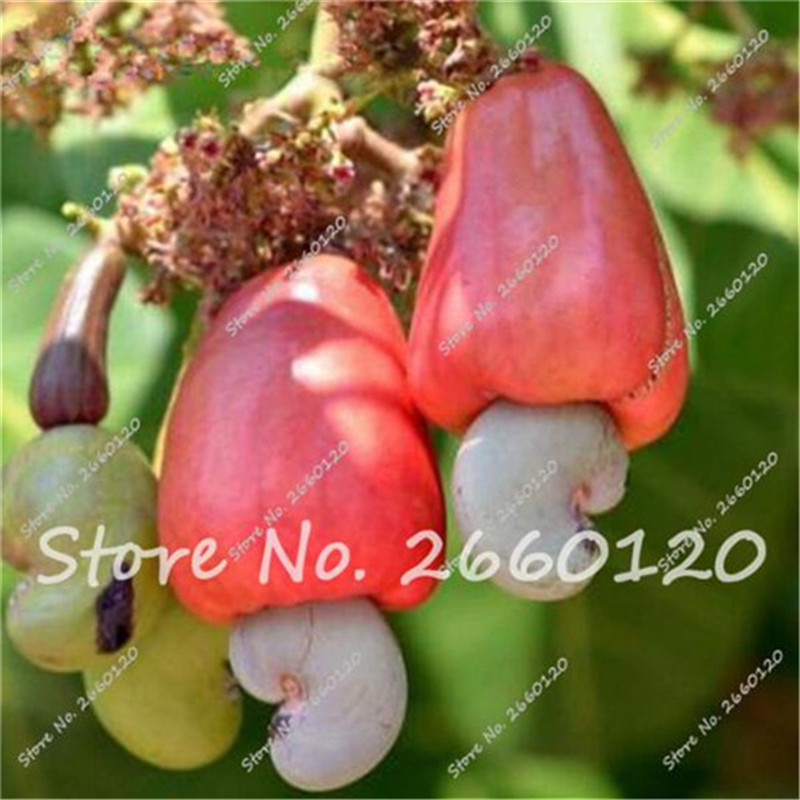 

Sale!!! 5 Pcs Edible Cashew Apple Seeds Delicious Fruit Seeds Pot Plant DIY Home Garden Free Shipping Rare Tropical Cashew