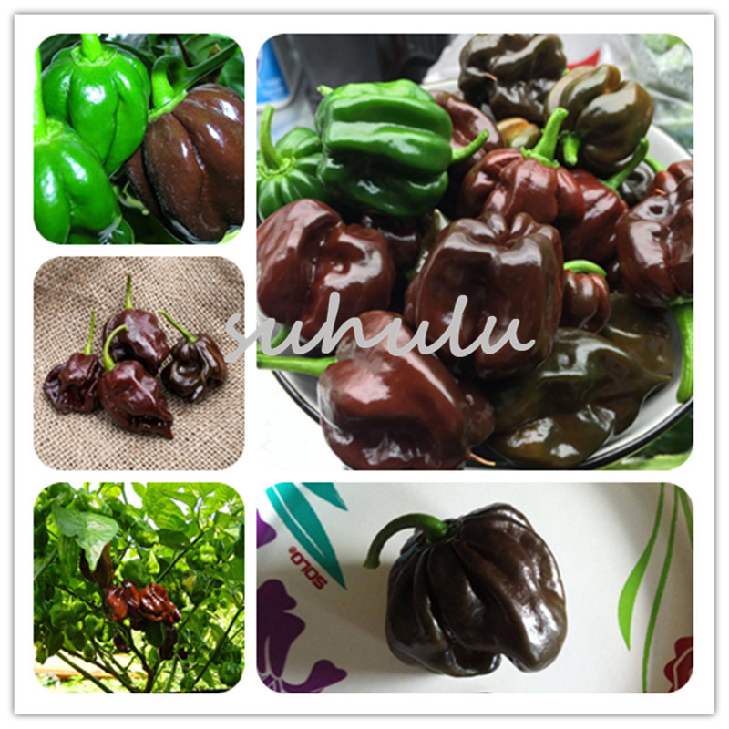 

Promotion ! 200 Pcs Chocolate Scotch Bonnet Hot Giant Pepper Seeds Spices Spicy Chili Organic Vegetables No-Gmo For Garden Plant