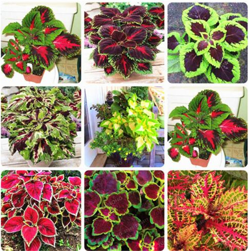 

New Hot 100 pcs Rainbow Mix Coleus Seeds 15 Kinds Of Flower Grass Seed Home Garden Bonsai Tree Decor Balcony Plant