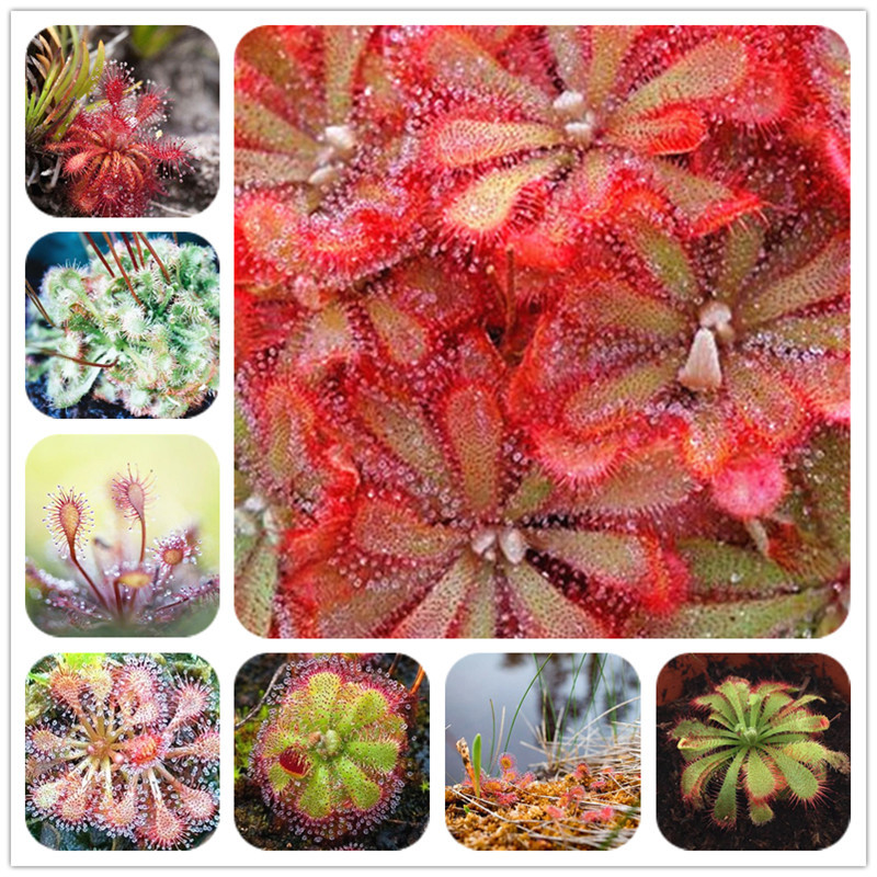 

New Fresh Seeds Drosera Peltata Seeds, Balcony Potted Carnivorous Plants Bonsai Plant Disc Sundew Seeds 100 Pieces/Bag