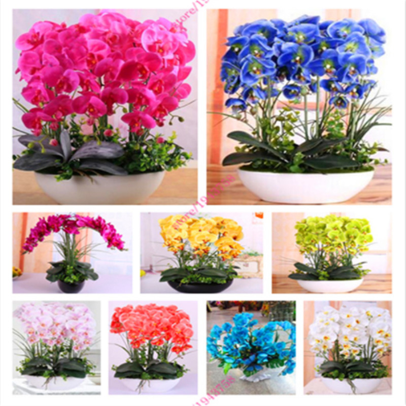 

100 Pcs Mixed Chinese Cymbidium Orchid Flower Seeds Indoor Potted Beautiful Flowers Seeds Orchid Seeds Garden Bonsai Plant Orchids Seedling