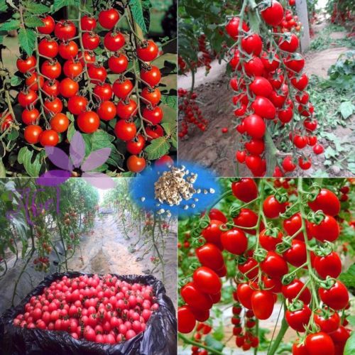 

100 Cherry Tomato Organic Sweet and Heathy Vegetable Fruit Seeds for HomeGarden