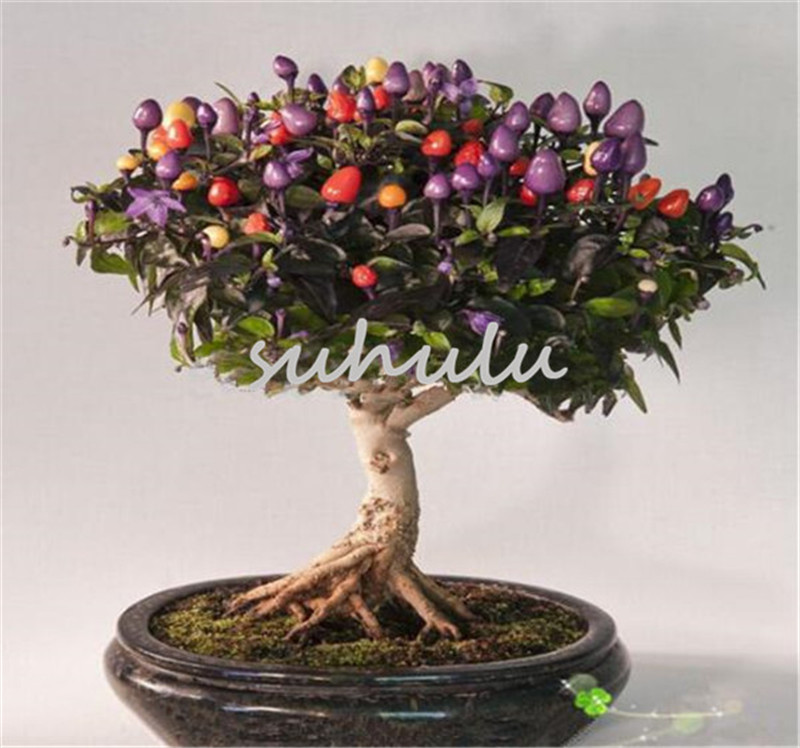 

200 Seeds Heirloom Thai Sun Hot Pepper Capsicum Annuum Ornamental Rainbow Chili Seeds, Seeds Vegetables Food Mini Hot Pepper Seeds