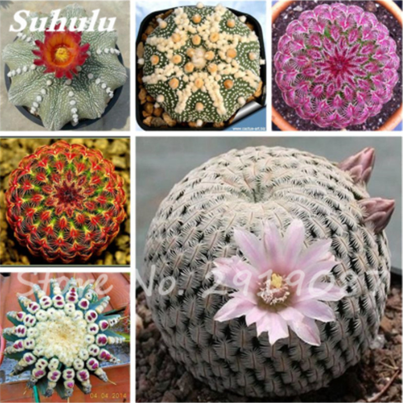 

100 Pcs True Cactus Seeds,Mini Cactus,Prickly Pear,Japanese Succulents Bonsai Flower Seeds,Potted Plant For Home Garden