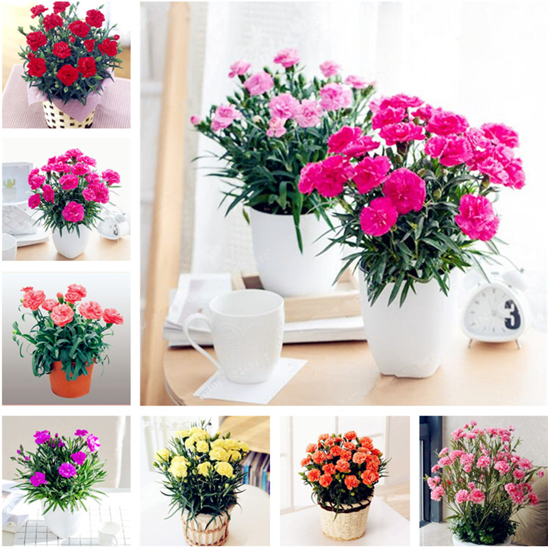 

Free Shipping 50 Pcs Carnation Seeds Family Balcony Four Seasons Potted Plants Easy To Plant Flowers Cut Flowers Easy To Live Carnations