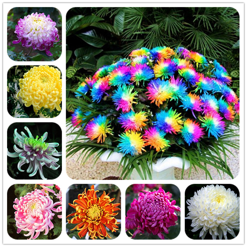 

Hot Sale! 100 pcs rainbow chrysanthemum seeds bonsai flower seeds potted plant perennial flowers for home garden Purify The Air