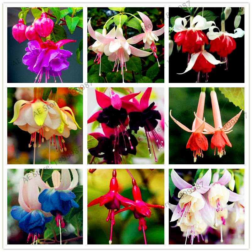 

100 pcs multiple color Fuchsia Hybrida Hort Seeds Bonsai Lantern Flowers,For Garden Home indoor plant
