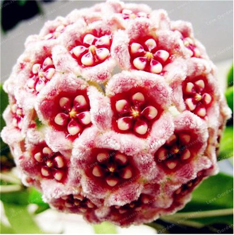 

100 Pcs Orchid Ball Rare Ball Orchid Flower Perennial Plant Hoya Carnosa Seed Bonsai Seeds Pot Plant For Home Garden