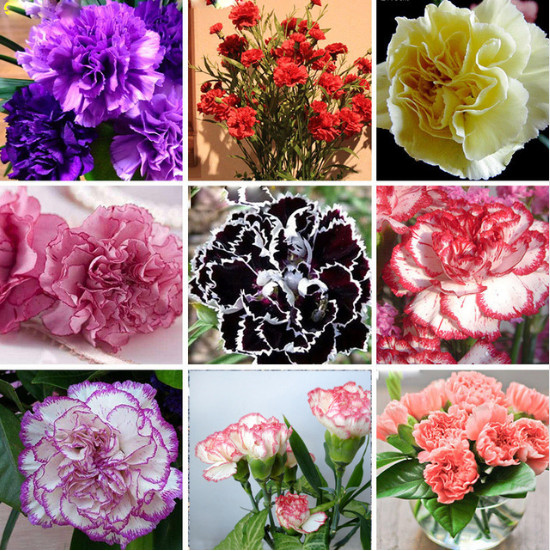 

Promotion 10 Colors Available Carnation Seeds Perennial flowers Potted Garden Plants Dianthus Caryophyllus Flower 20 Pcs