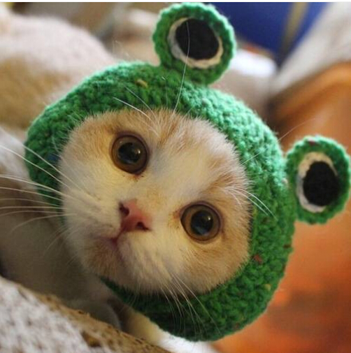 

2019 Wholesales Free shipping Handmade DIY Pet Cat Dog Creative Frog Design Hat Warm Knitted Hat Gift