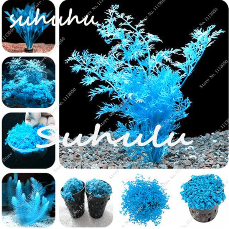 

100 Pcs/Bag Aquarium Plant Seeds Water Grass Aquatic Plant Seeds Indoor Beautifying Decorative Moss Fish Aquarium Decorations