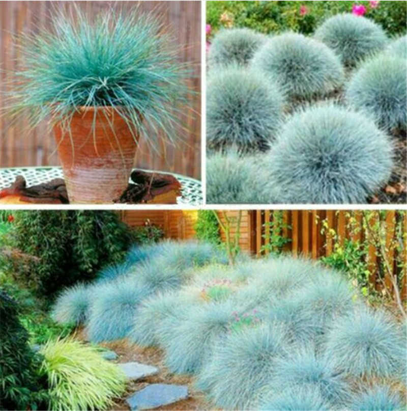 

100 Pcs Blue Fescue Grass Seeds-(Festuca Glauca) Perennial Hardy Ornamental Grass So Easy To Grow Fresh The Air