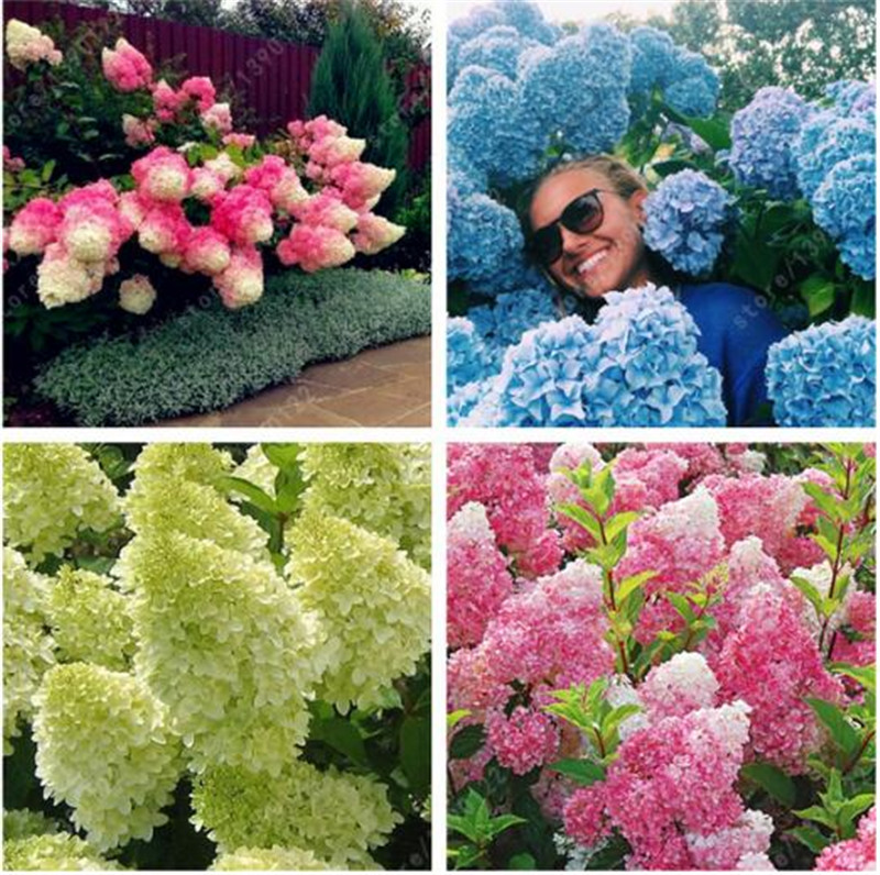 

100 pcs/bag Hydrangea Paniculata 'vanilla Fraise' strawberry hydrangea seed bonsai flower seeds potted plant for home garden