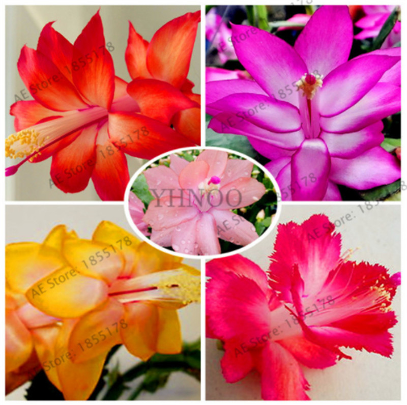 

100pcs/Bag Schlumbergera Seeds Christmas Cactus Plant Seeds,Multiple Color,Bonsai Plant For Home And Garden,Easy To Plant