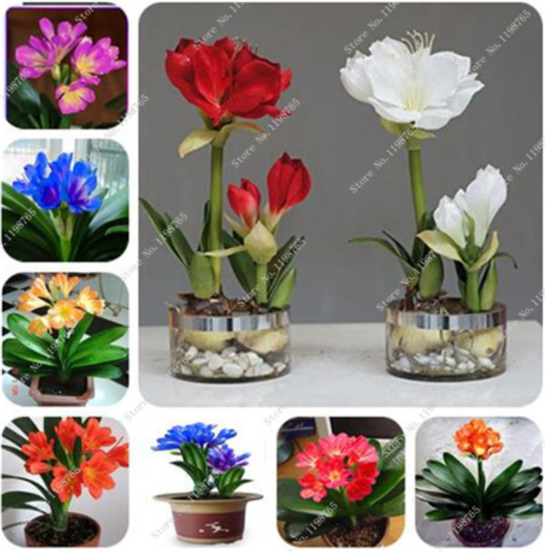 

100 Mixed Clivia Seeds, Free Shipping Cheap Clivia Seeds,Clivia Potted Seed, Bonsai Balcony Flower For Home Garden Best Gift For Kids