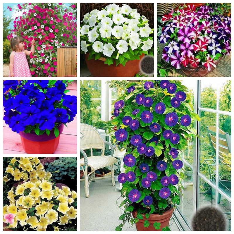 

Exotic Rare Climbing Morning Glory Seeds Mixed Petuniya Petunia Flower So Fragrant Outdoor Plant For Home Garden 100 Pcs