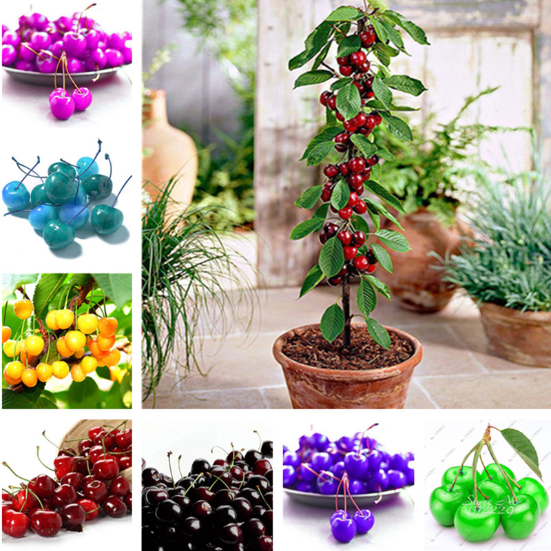 

Hot Sale! 20 pcs/bag Cherry Seeds, Rare Color, Bonsai Tree Seeds Dwarf Cherry Tree Organic Fruit Seed Home Garden Potted Plant