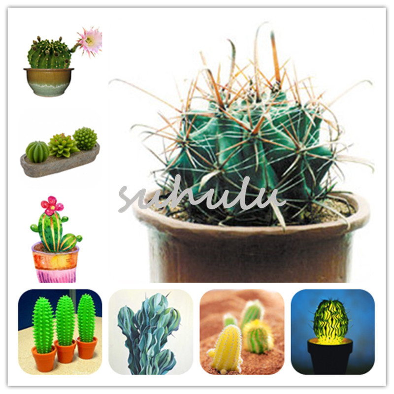 

20 Pcs Mini Cactus Seeds, Rare Succulent Perennial Herb Plants,Bonsai Pot Flower Seeds, Indoor Plant Easy Grow In Pots Radiation Protection