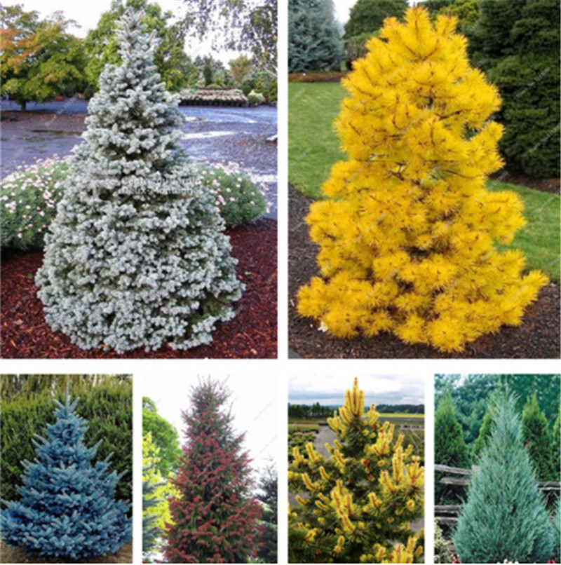 Wholesale Pine Tree Garden Seeds Buy Cheap Pine Tree Garden