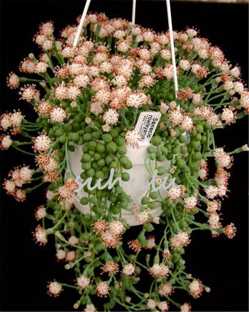 

100Pcs Dichondra Repens Silver Falls Emerald Falls Succulent Seeds In Hanging Baskets Very Creative Beautiful Potted Plants Shape Like Pearl