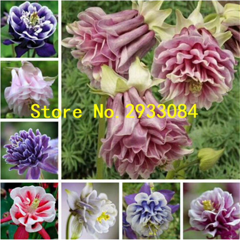 

100 Pcs European Mixed Aquilegia (Columbine)Seeds,long bloom season, hardy flower, Beautiful ,DIY Home Garden Plant
