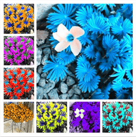

120 Pcs Oxalis Wood Sorrel Flower Oxalis Purple Shamrock Clover Perennial Flower Outdoor For Home Garden Decoration