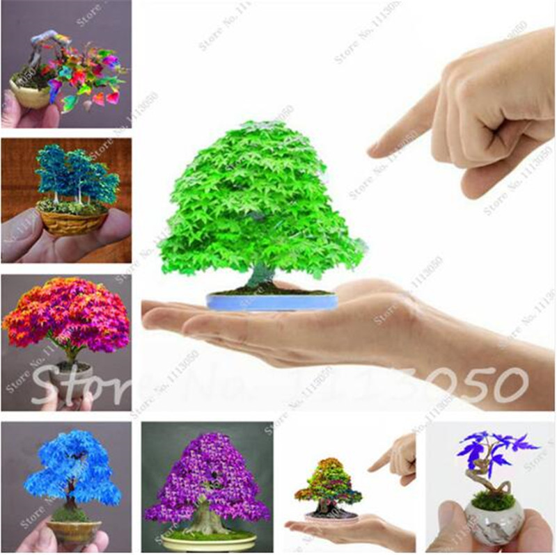 

Hot 20 Pcs Garden Bonsai Maple Seeds, Rare Coulerful Maple Tree Seeds Indoor Ornamentals Lanscape Semenatsvety Perennial Garden
