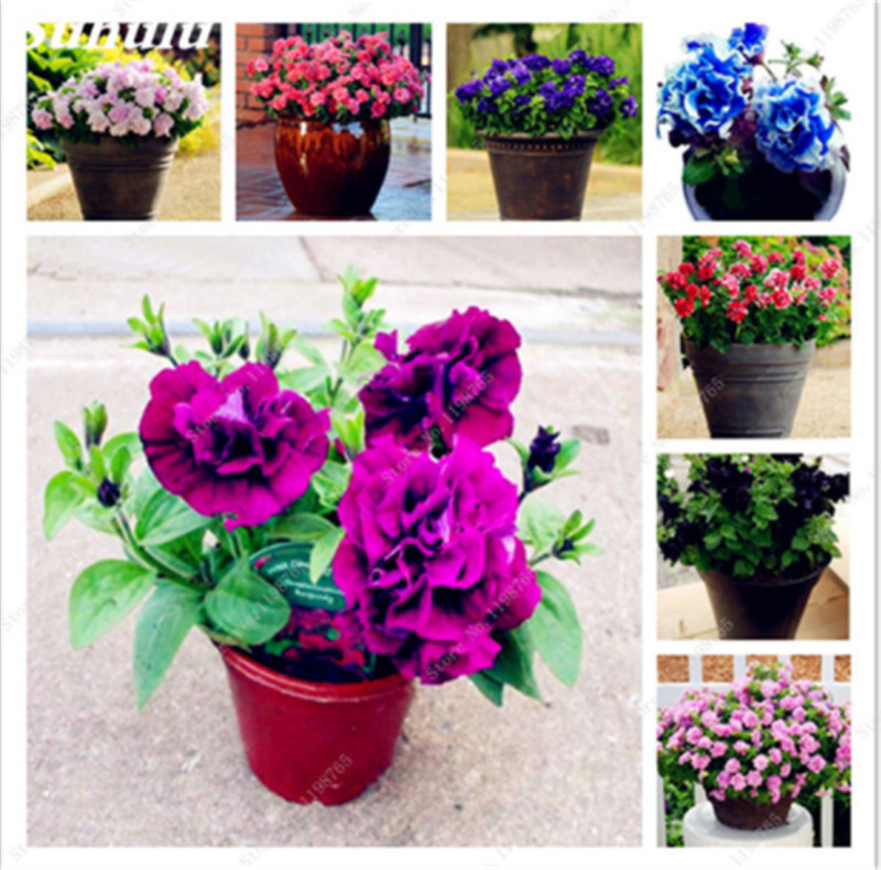 

100 Pcs Petunia Hybrida Flower Seed Balcony Potted Trailing Petunia Colorful Flower Seeds Hanging Petunia Seeds For Home Garden