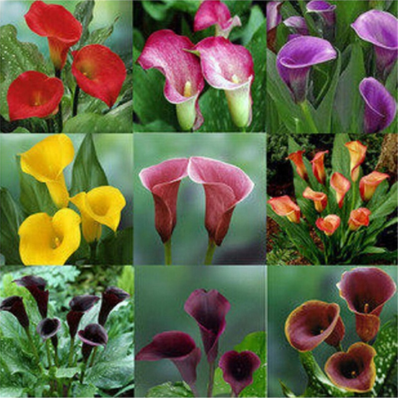 

100 Pcs Calla Lily Flower Seeds Bonsai Plant For Home And Garden Decoration Wedding Bouquets Gift Flower So Beautiful