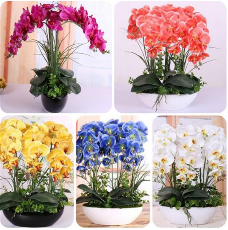 

Orchid seeds High simulation flower phalaenopsis orchid plants Phalaenopsis Orchids Seeds DIY Home Garden-100 Pcs for sale