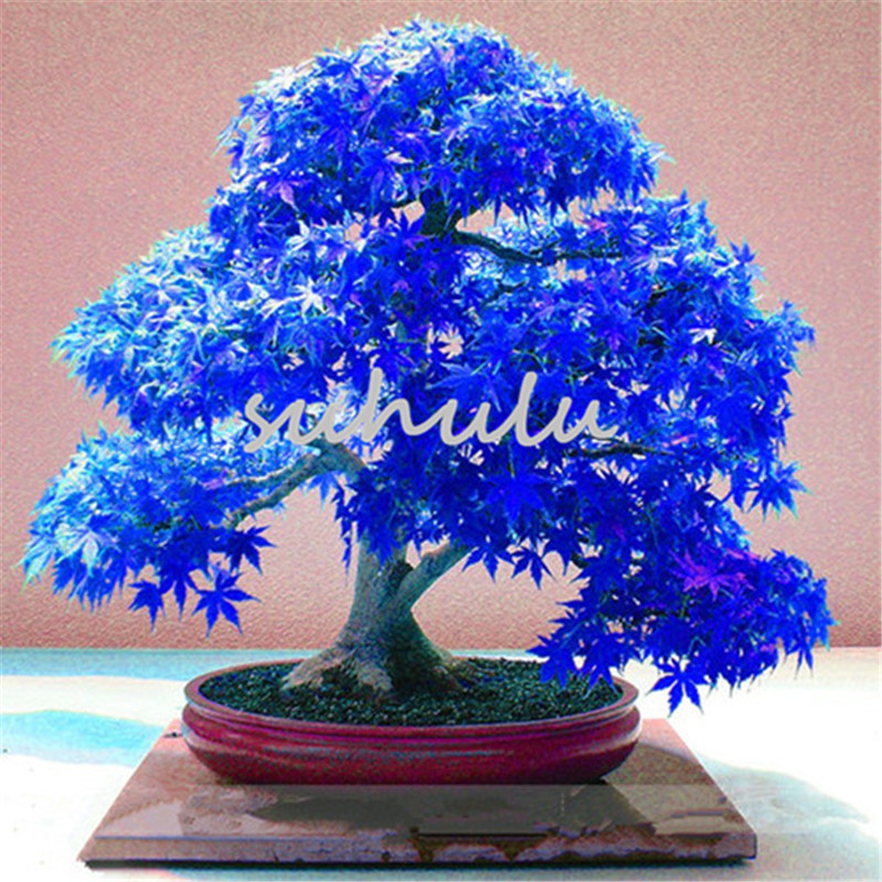 

20 Pcs Blue Maple Seeds Chinese Rare Blue Bonsai Maple Leaf Tree Bonsai Plants Trees for Flower Pot Planters semillas de arboles Fresh Air