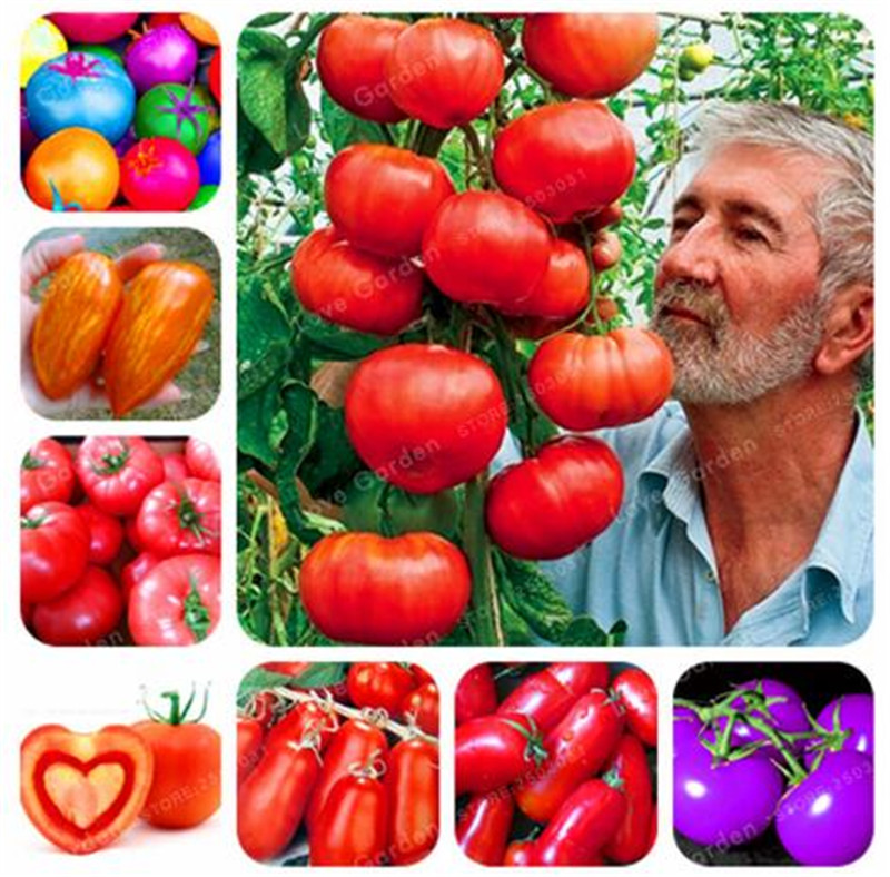 

24 kinds Nutritious Tomato Seed Rare Huge tomato seeds Bonsai Organic Vegetable fruit seeds Potted plant for Home & Gardens 100 Pcs