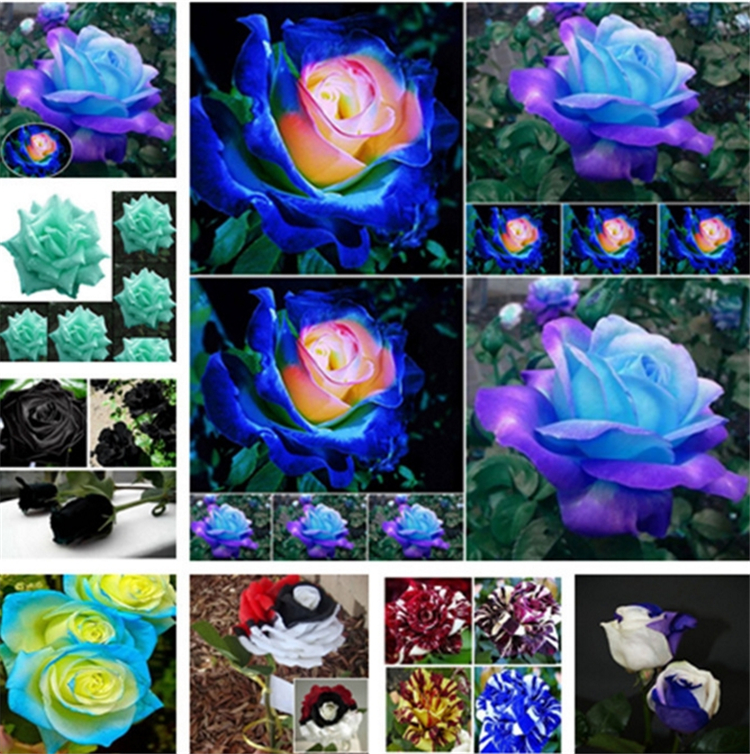 

Patio Rose seeds Garden Supplie, blue , meteor, red, black, rose, pale blue, rainbow roses flowers Garden Supplies I183